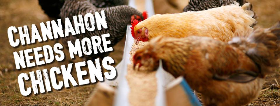 Channahon needs more chickens!